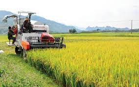 VIDEO: Nâng cao giá trị sản xuất lúa từ đề án phát triển diện tích cấy lúa bằng máy 	